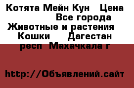 Котята Мейн Кун › Цена ­ 15 000 - Все города Животные и растения » Кошки   . Дагестан респ.,Махачкала г.